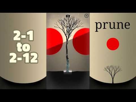 Video guide by Zota Gaming Channel: Prune Level 2 #prune