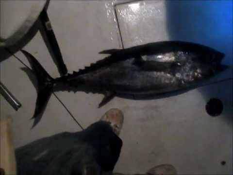 Video guide by SeaBass625: Snappers episode 3 #snappers