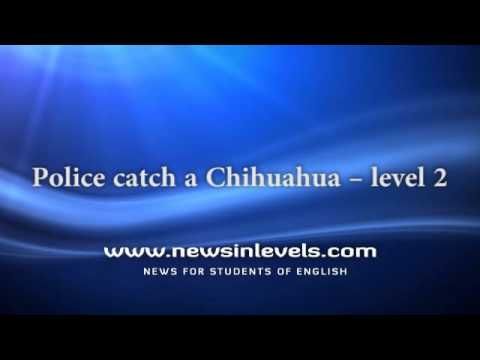 Video guide by NewsinLevels: Catch Level 2 #catch