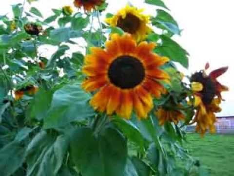 Video guide by 332: SunFlowers Ept 2013 #sunflowers