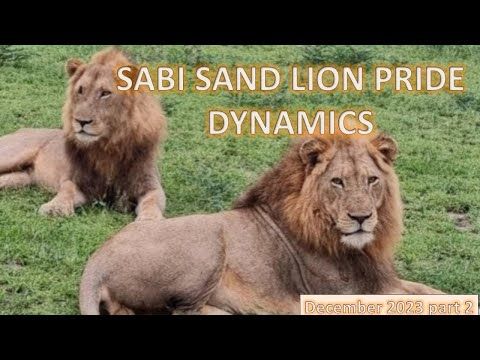 Video guide by All about the Lions of Sabi Sand: Lion Pride Part 2 #lionpride