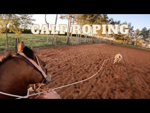 Video guide by Go Roping: Calf Roping Part 2 #calfroping