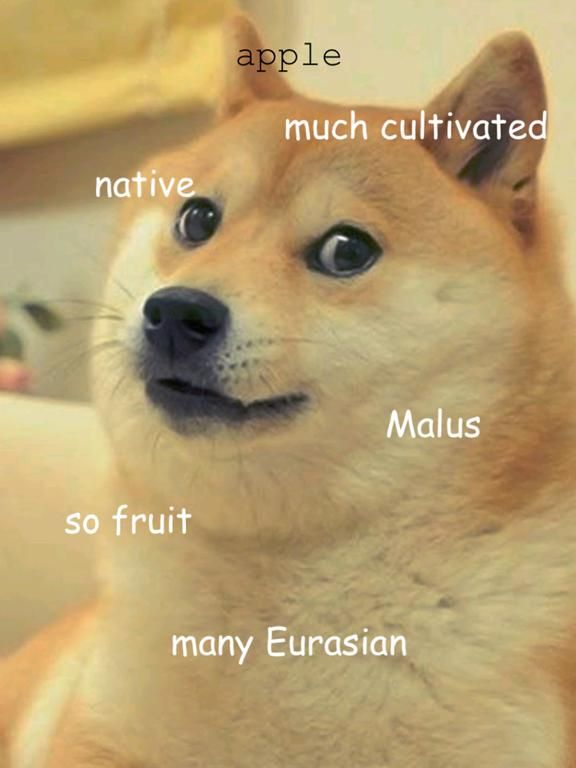 According to Doge
