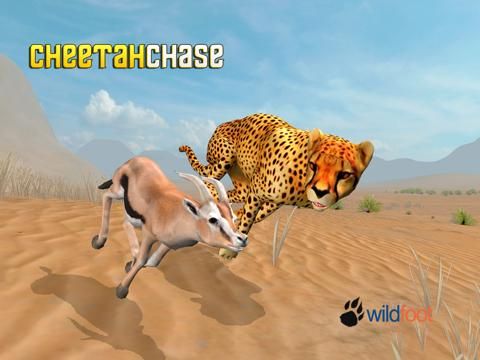 Cheetah Chase