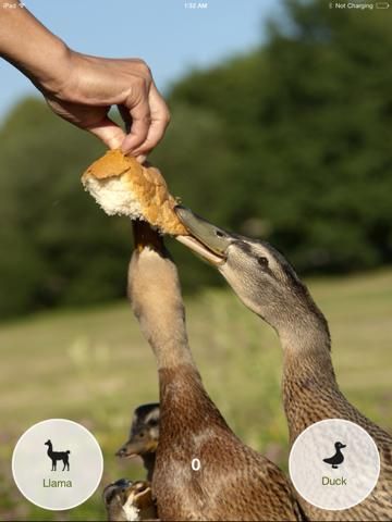 Llama or Duck game screenshot