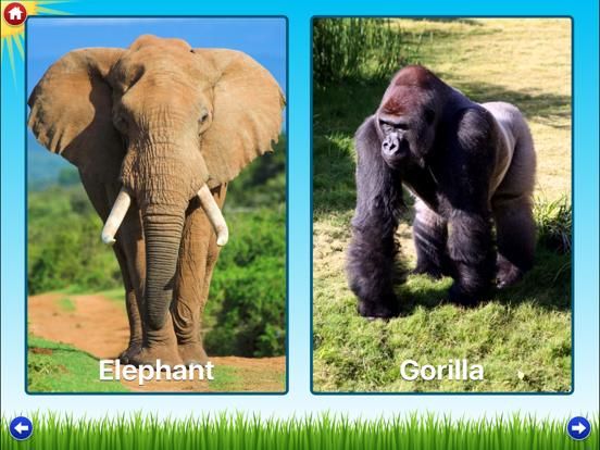 Zoo Sounds Free