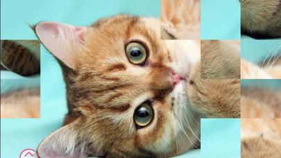 Cute Kittens iOS