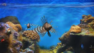 Fish Fingers 3D Interactive Aquarium iOS