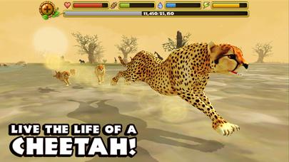 Cheetah Simulator iOS