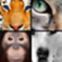 Quiz Pic: Animals App Icon