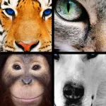 Quiz Pic Animals