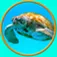 Images of turtles that i love App Icon