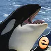 Orca Puzzles for Kids Jigsaw Wonder Edition App icon