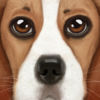Ultimate Dog Simulator iOS icon