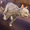 Cat Simulator 2016 . Best Kitten Fun Games For Children App icon