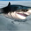 Shark Simulator 3D 2016 App Icon