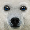 Ultimate Arctic Simulator iOS icon