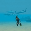 Scuba Diving Adventure App icon