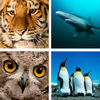 Animal Quiz Close Up : Guess the Word Trivia Games App Icon