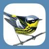 Sibley Birds 2nd Edition iOS icon