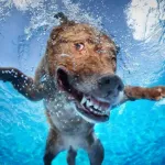 Dog Swimming Race ios icon