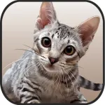 Extreme Cat 3D Simulator App icon