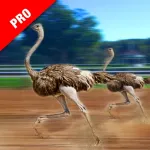 Ostrich Racing Simulator Pro ios icon