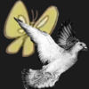 Is This A Pigeon? iOS icon