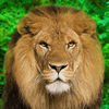 Animal Kingdom iOS icon