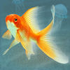 Aquarium for real fish iOS icon