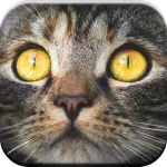 Kitty Cat: Meow Games for Kids App icon