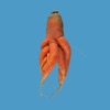 Quirky Carrots Memory Game App Icon
