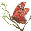 Dust in the Wings iOS icon
