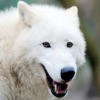 Arctic Wolf Survival Simulator iOS icon
