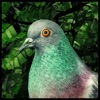 Pigeon: A Love Story iOS icon