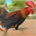 Farm Chicken  Roaster Racing
