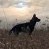 Ruger's Ranch iOS icon