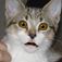 Talking Cat iOS icon