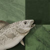 Stockfish Chess iOS icon