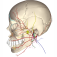 Cranial Nerves iOS icon