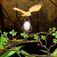 NestedEggs iOS icon