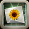 SwankoLab iOS icon