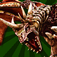 Dragon Detector plus Virtual Toy Dragon 3D: My Dragons App Icon