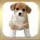 A Pet Puppy Booth for iPhone App icon