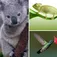 Hey! Guess the Animal App Icon