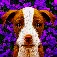 Dogistry App icon