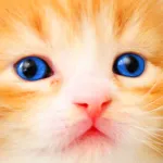 Kitten Kitty Cat Puzzles for Girls who love educational and learning jigsaw puzzle games for kids and toddlers ios icon