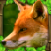 Fox Simulator iOS icon