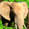 Elephant Simulator iOS icon