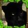 Panther Simulator App Icon